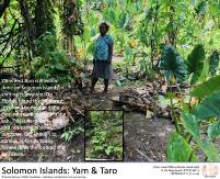 Solomon Islands Woff
